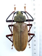 cerambycidae gebraucht kaufen cerambycidae gebraucht kaufen Haibach