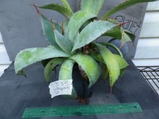 Agave potatorum verschaffeltii for sale  Deland