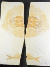 Heliobatis radians stingray for sale  Salt Lake City