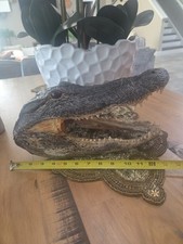 Real alligator head for sale  Saint Cloud