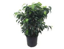 Wintergreen weeping fig for sale  Menifee