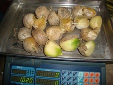 Aglione spicchi semina usato  Cesena