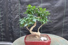 Flowering ligustrum bonsai for sale  Freeport