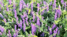Pounds hairy vetch for sale  Chariton