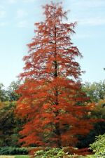 Taxodium distichum bald for sale  BECCLES