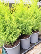 Conifer cupressus macrocarpa for sale  CHATHAM