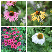 Usado, 30+ Sementes de coneflowers, Echinacea Purpurea paradiso, cultivadas organicamente, livres S/H comprar usado  Enviando para Brazil