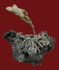 Wurzelholzschale blumenschale  gebraucht kaufen  Offenbach am Main