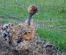 Silkie hatching eggs for sale  Parrish