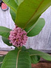 300 common milkweed for sale  Heath