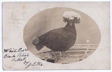 Postcard white crested for sale  NORTHAMPTON