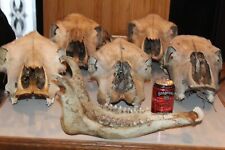 Cow skulls european for sale  Brandon