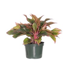 Aglaonema siam aurora for sale  San Jose