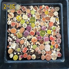 100 lithops bunte gebraucht kaufen  München