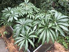 Arisaema consanguineum silver for sale  Cortlandt Manor