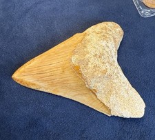 Large megalodon shark for sale  BO'NESS