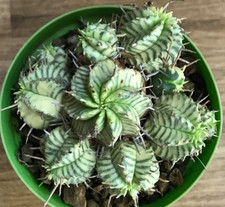 Euphorbia meloformis variegata gebraucht kaufen  Sömmerda