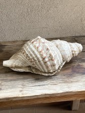 Conchiglia molto grande usato  Torino