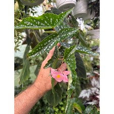 Begonia special angel for sale  Spartansburg