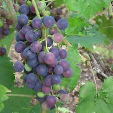 Grape muscat blue for sale  SOUTHAMPTON