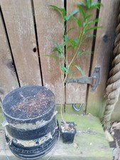 Baobab grandidier good for sale  Fairfield