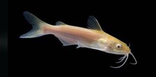 Albino channel catfish for sale  Fort Scott