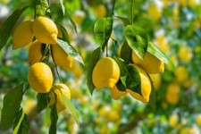Pépins citron menton d'occasion  Neuilly-sur-Marne