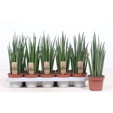 Pianta sansevieria bacularis usato  Terlizzi