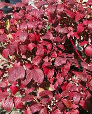 Cornus alba baton gebraucht kaufen  Westerstede