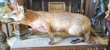 Taxidermy full size for sale  BLACKBURN