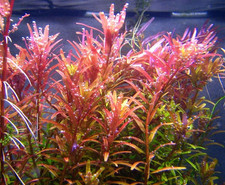 Nano aquarium starter for sale  Virginia Beach