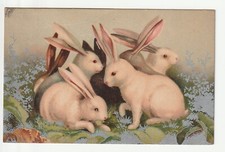 Lapin rabbits fantasy d'occasion  Expédié en Belgium