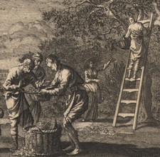 Usado, 1766 Gravure sur bois Récolte des fruits cueillette Ethica naturalis comprar usado  Enviando para Brazil