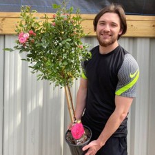 Standard rose tree for sale  LEICESTER