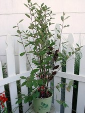 Live plant green for sale  Derby