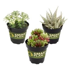 Variegated succulent house for sale  San Jose