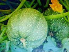 Graines courgette ronde d'occasion  Saintes