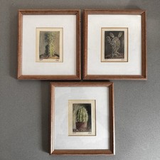 Cacti prints limited for sale  LEIGH-ON-SEA