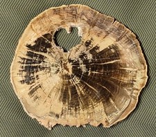 Large inch woodworthia for sale Large inch woodworthia for sale  Hesperia