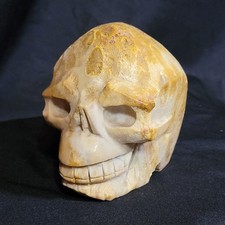 3.5 fossil coral for sale  La Grande