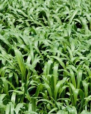Lbs. sorghum sudan for sale  Lexington
