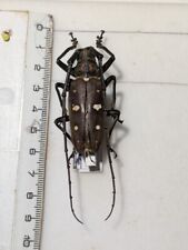 Cerambycidae batocera rubus d'occasion  Gorron