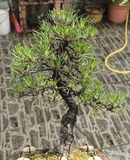 Japanese black pine for sale Japanese black pine for sale  FELIXSTOWE