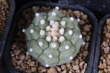 Astrophytum asterias kikko gebraucht kaufen  Göttin, -Neustadt