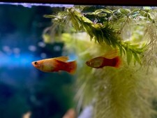 Breeding pair big for sale  LONGHOPE
