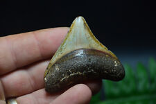 Baby juviile megalodon for sale  UK