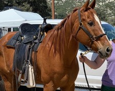 Antique western saddle for sale  El Centro