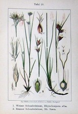 Antiga Estampa Flores Tempestades 1900 Branco Marrom Fusca Schneide Plant 20º comprar usado  Enviando para Brazil