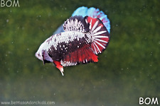 Live betta hmpk for sale  Miami