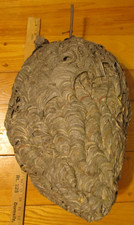 Large bald faced for sale  Blue Ridge Summit